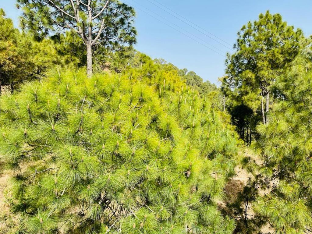 Hillcrest Heights Kasauli Exterior photo